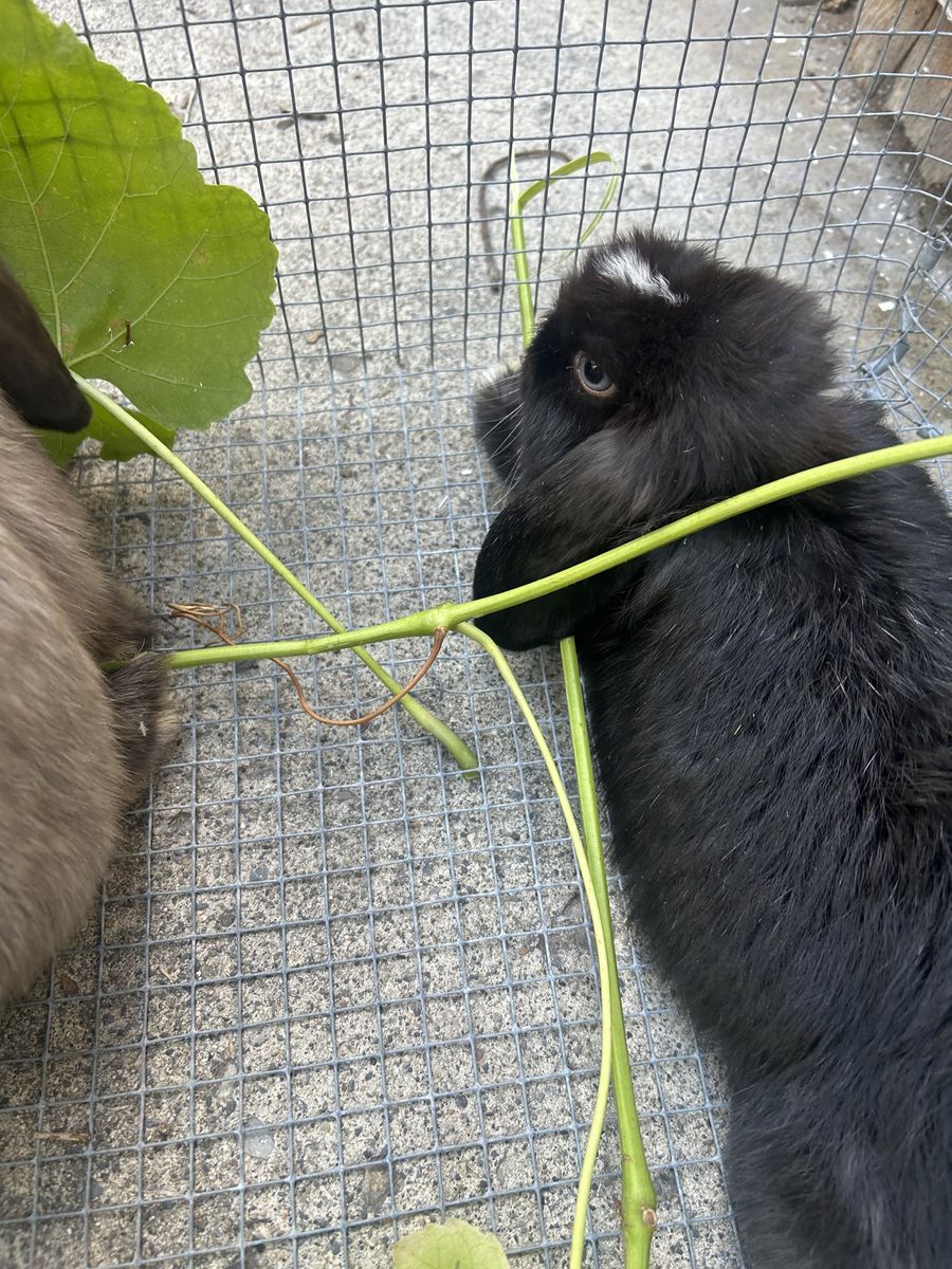 Holland lop buck 3.5 months old Pedigree 