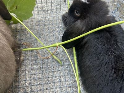 Holland lop buck 3.5 months old Pedigree