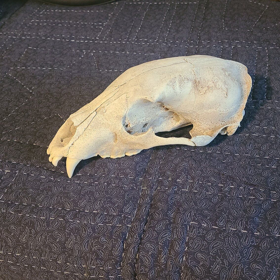Bear Skull
