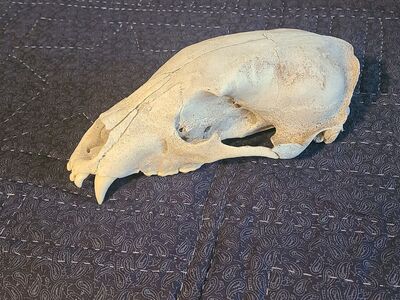 Bear Skull