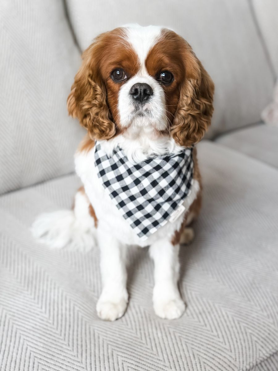 Rigby AKC King Charles Cavalier Stud Champion Blenheim 13lbs
