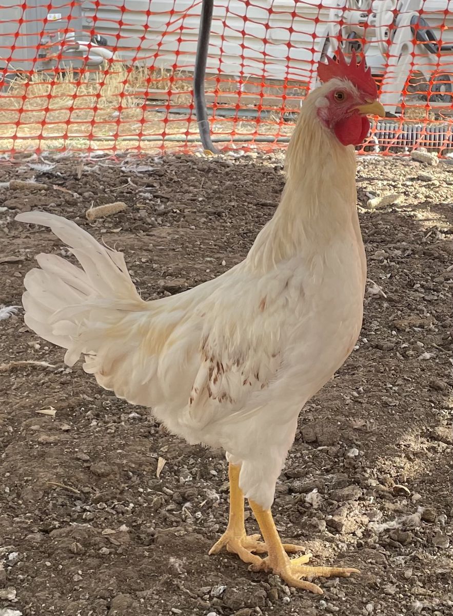 White Rooster