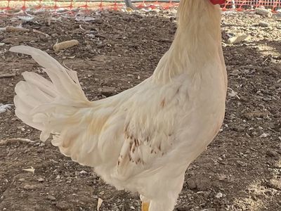 White Rooster