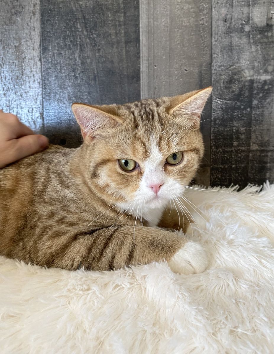 3 ND English Muffin kittens! ( Topaz Ragdoll x British Shorthair )