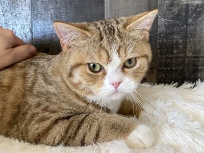 3 ND English Muffin kittens! ( Topaz Ragdoll x British Shorthair )