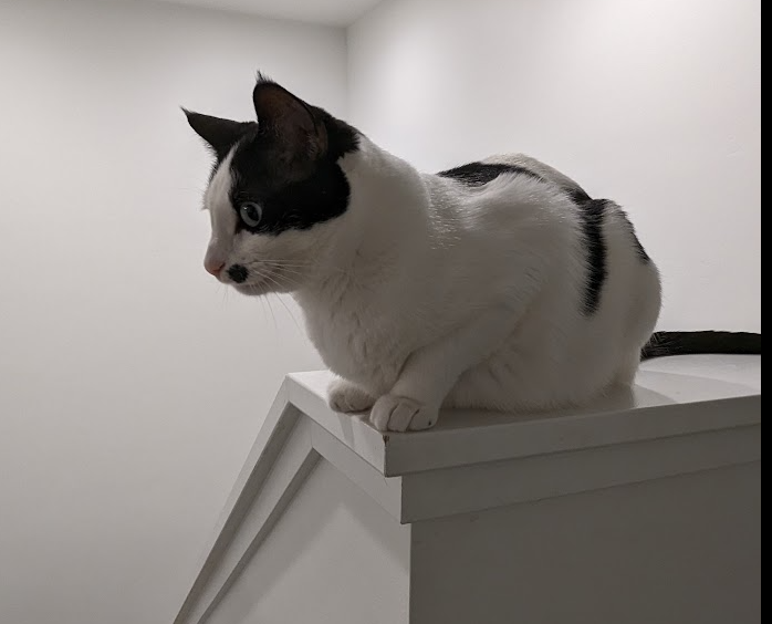 Sweetest Cat