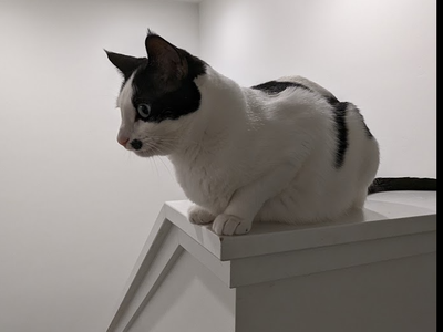 Sweetest Cat