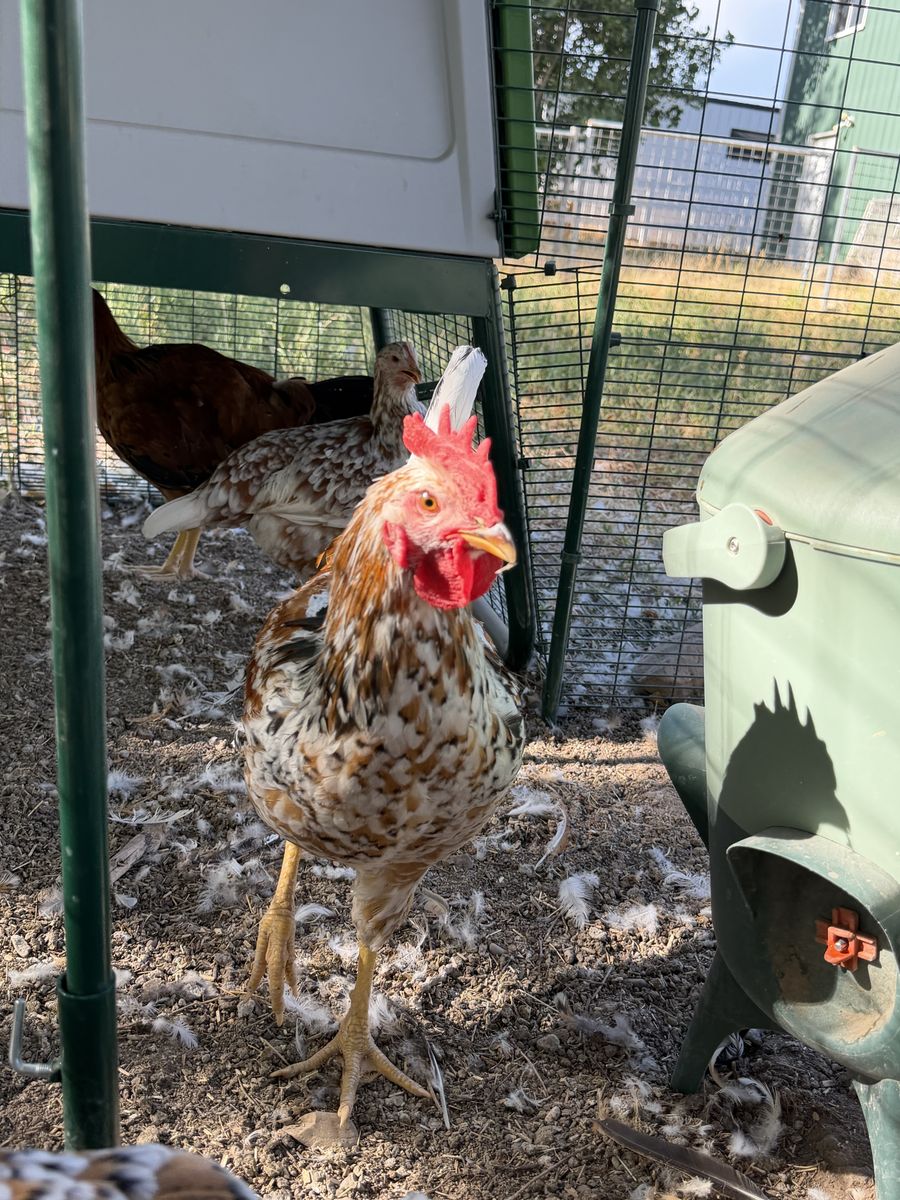 Free Roosters