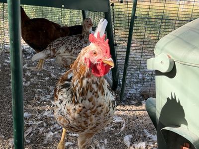 Free Roosters