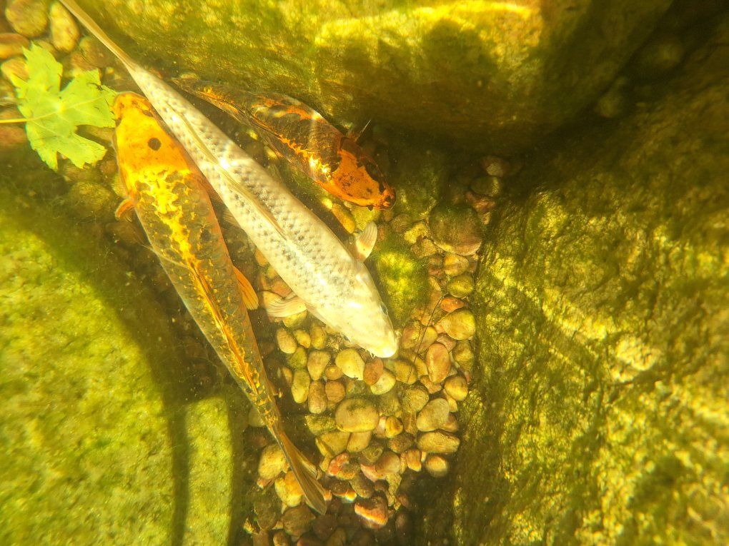 Live Koi Fish - Vibrant Orange & White Pond Ready