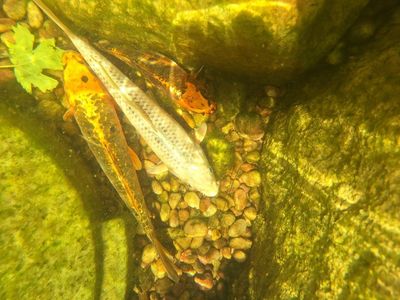 Live Koi Fish - Vibrant Orange & White Pond Ready