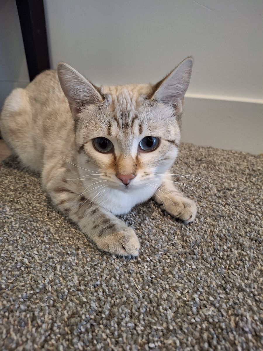 Purebred Snow Bengal Kitten - 5mo Female
