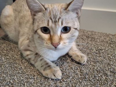 Purebred Snow Bengal Kitten - 5mo Female