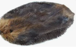 Beaver Fur