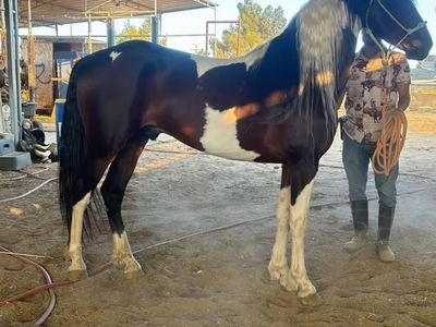 Ibero pinto excellent option for stallion season