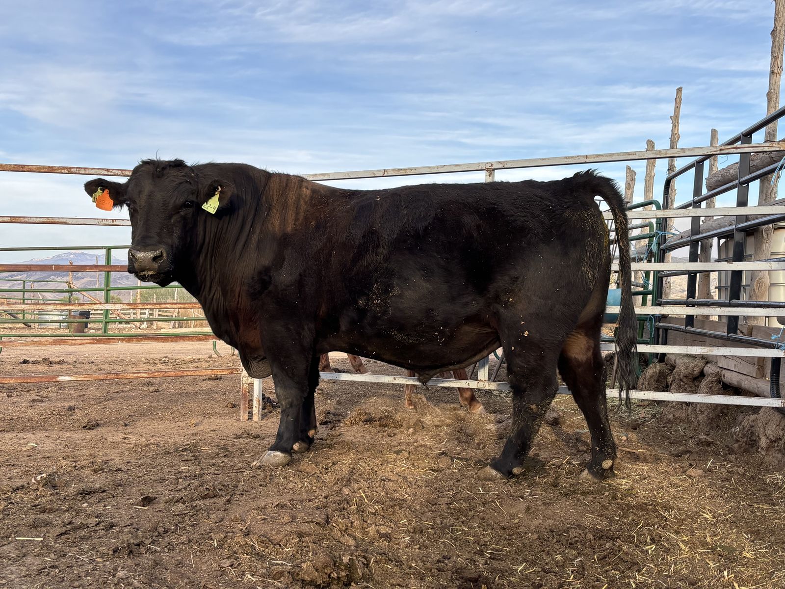 Black Angus Bull