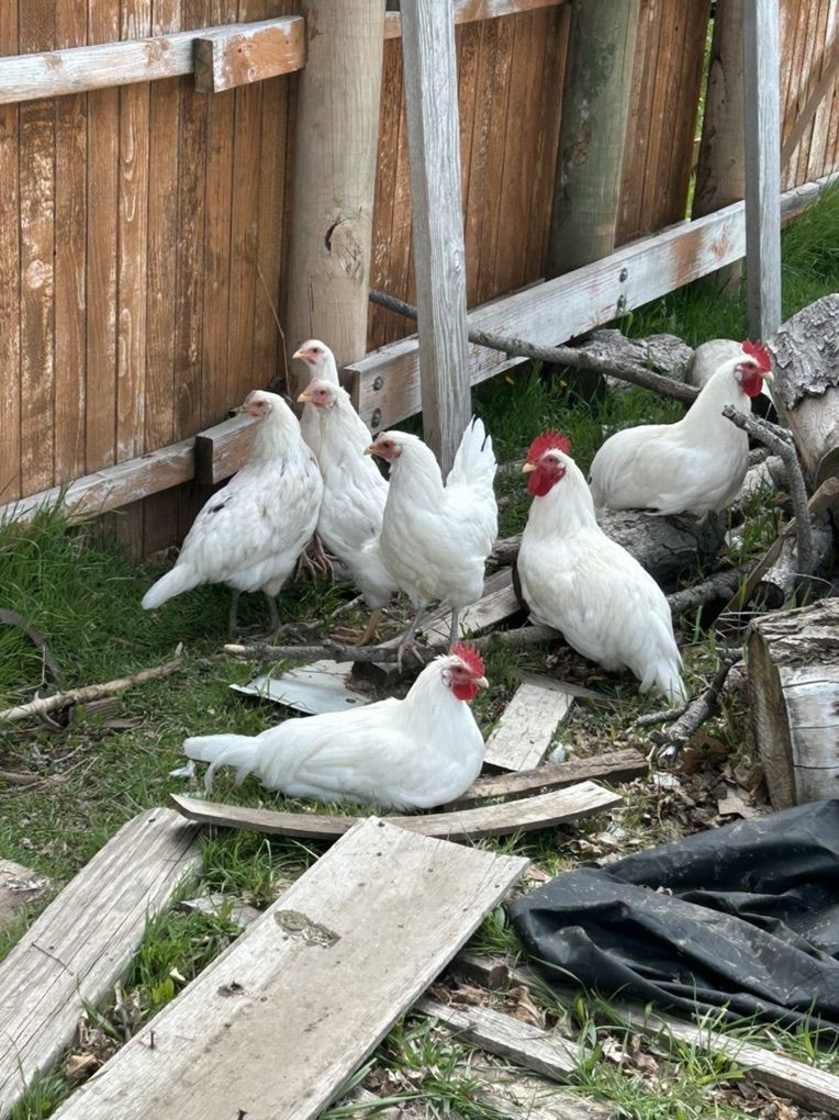Roosters