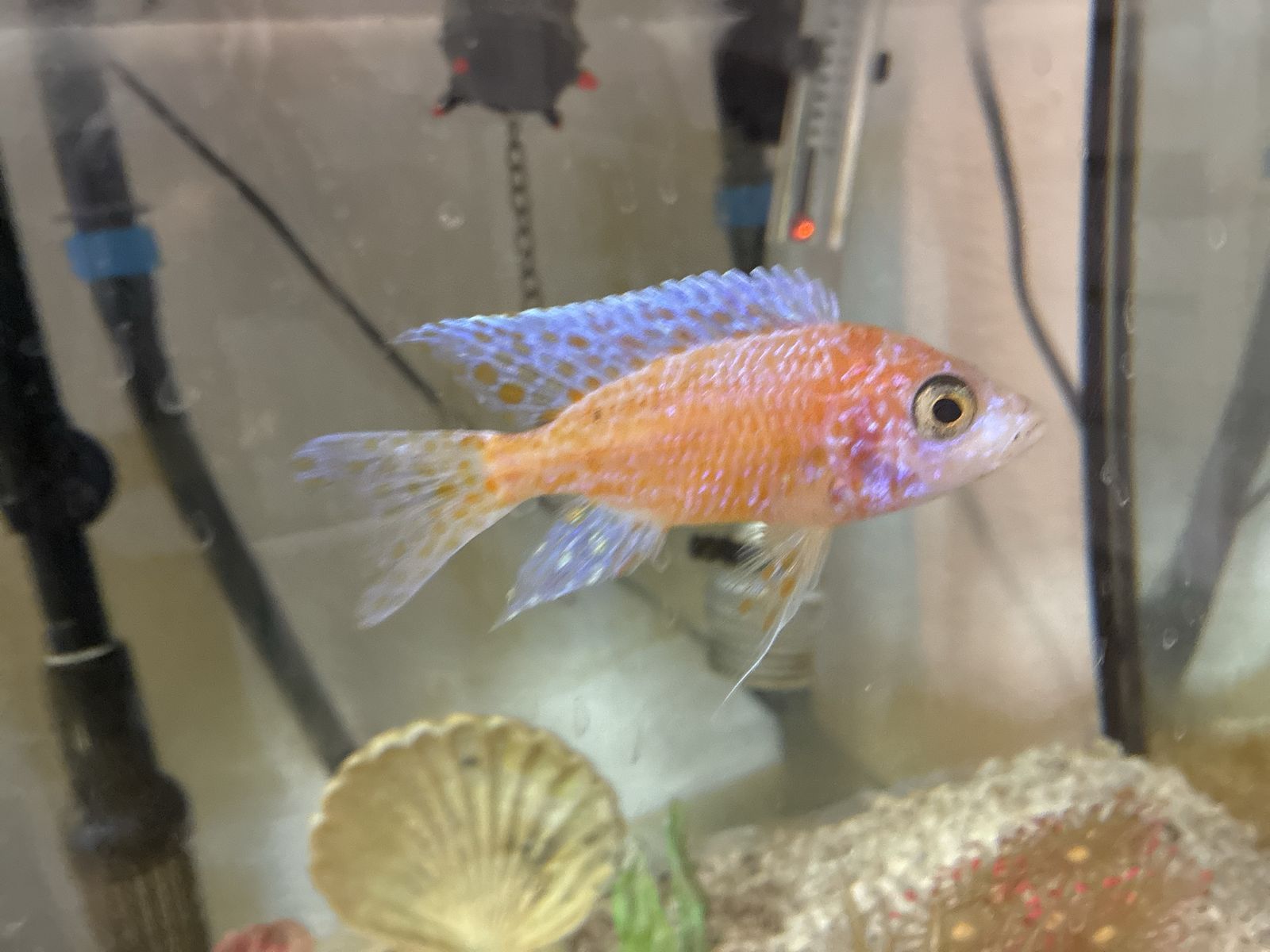 Free male cichlid need gone asap