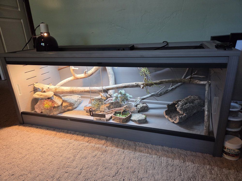 Lizard Cage and whole set up