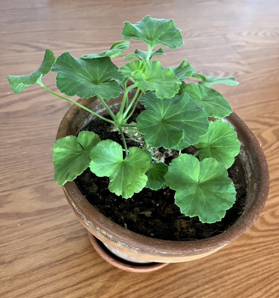 Easy Pet: Pink Geranium/Indoor/OutdoorPlant/Flower