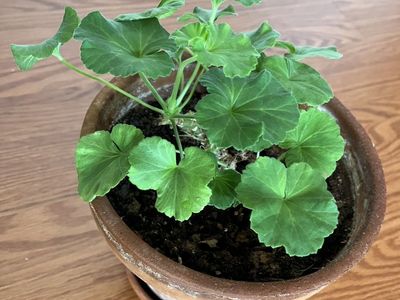 Easy Pet: Pink Geranium/Indoor/OutdoorPlant/Flower