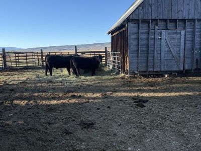 Calving ease black angus yearling bull