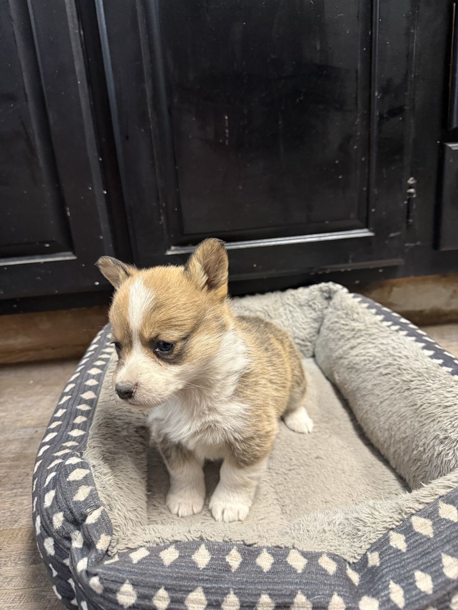 Corgi Puppies