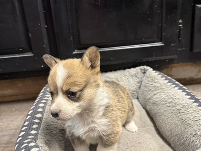 Corgi Puppies