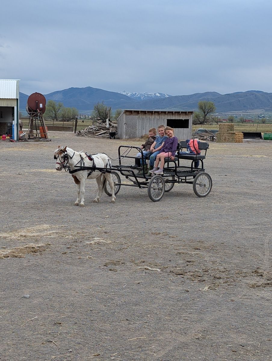 Broke broke broke kids pony