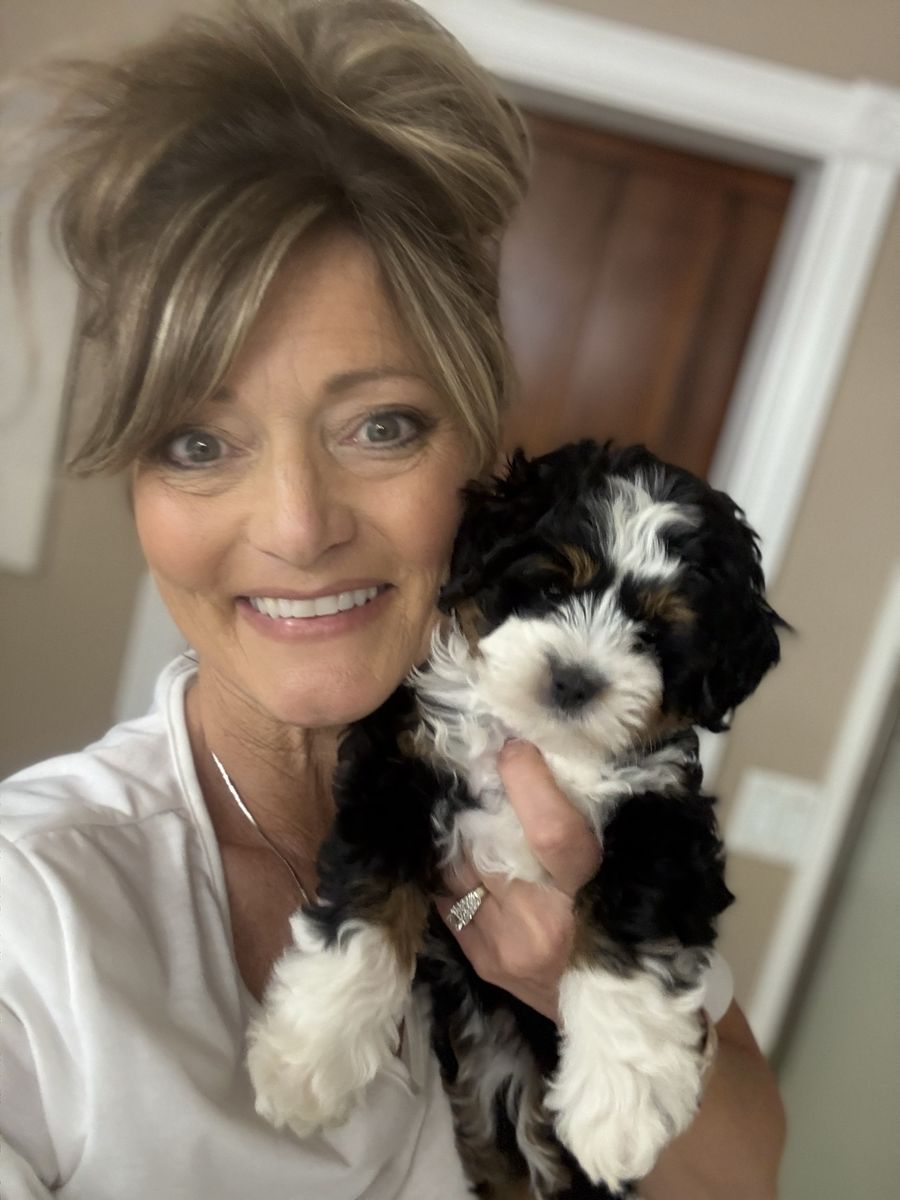 Female Micro Bernedoodle Puppy - Tri-Color, Health Tested Parents