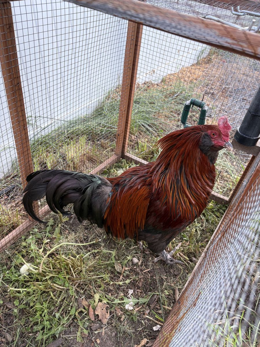Rooster to eat for dinner.