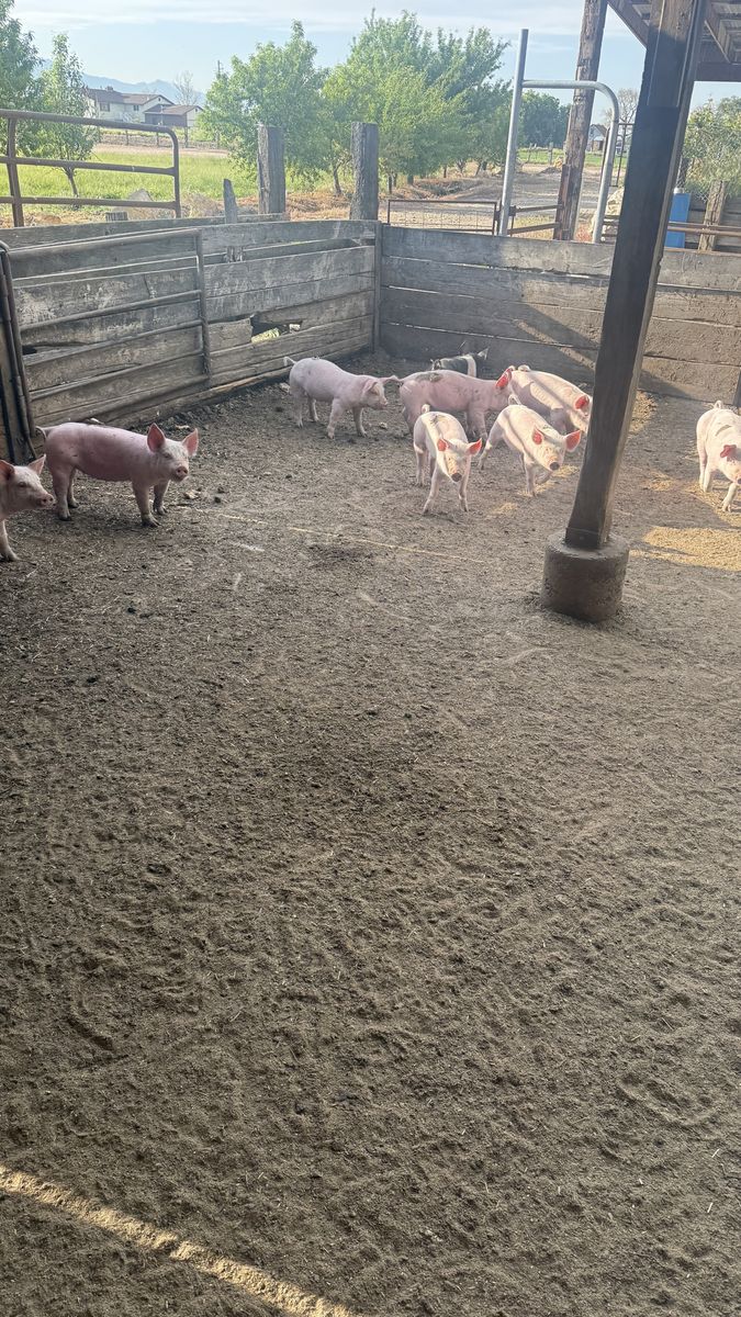 Feeder pigs