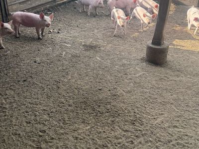 Feeder pigs