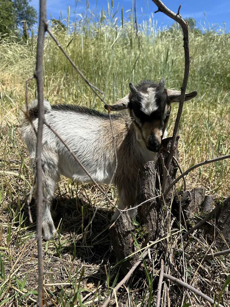 Nigerian Dwarf Bucklings