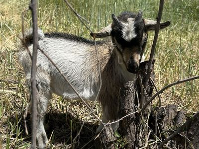 Nigerian Dwarf Bucklings