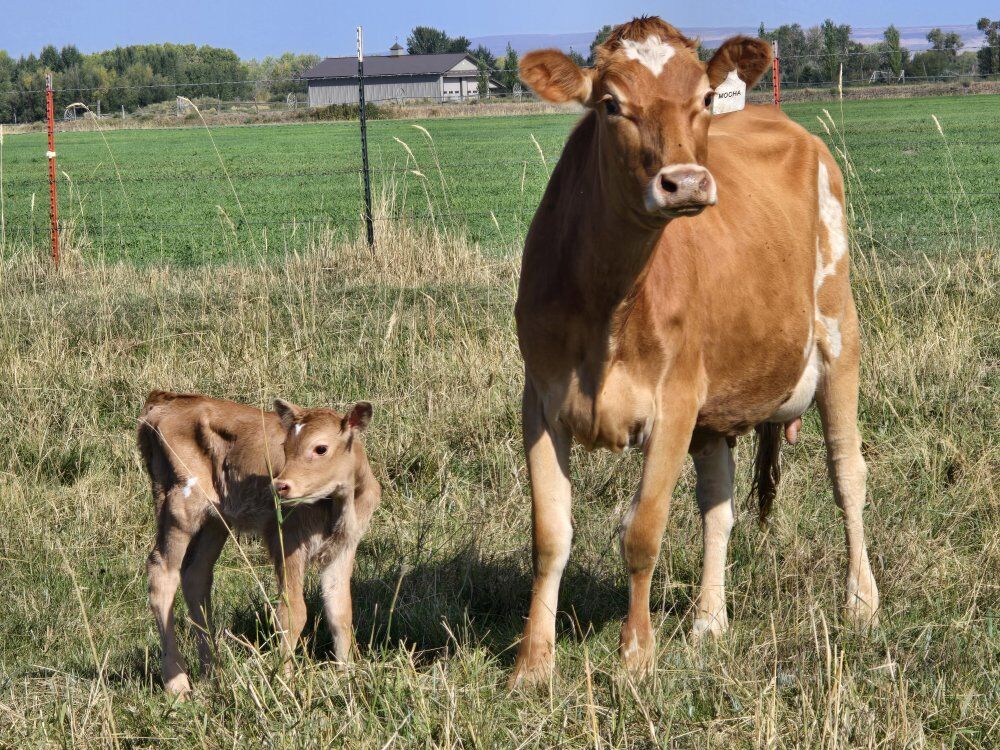 A2A2 Jersey/Guernsey Heifer
