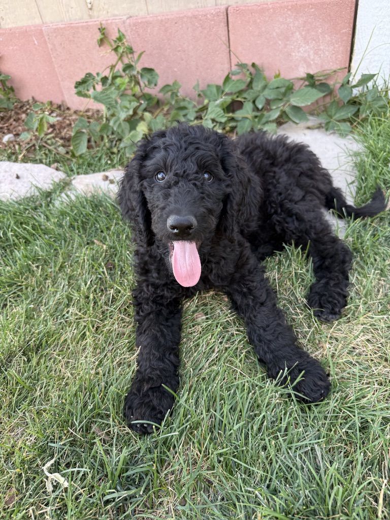 Male Standard Poodle puppy!
