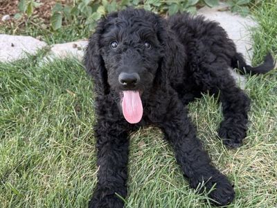 Male Standard Poodle puppy!