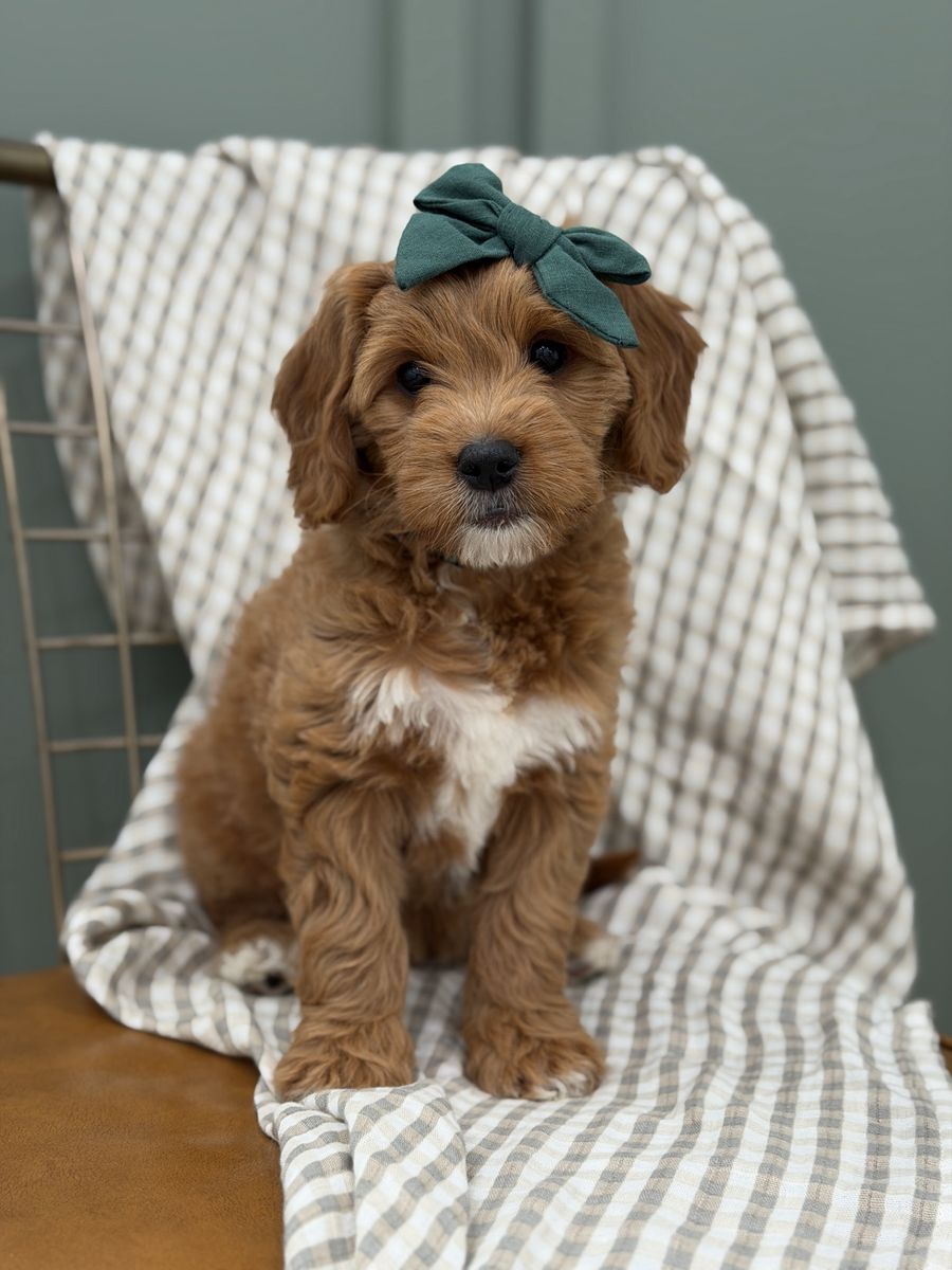 F1 Mini Goldendoodle Puppy