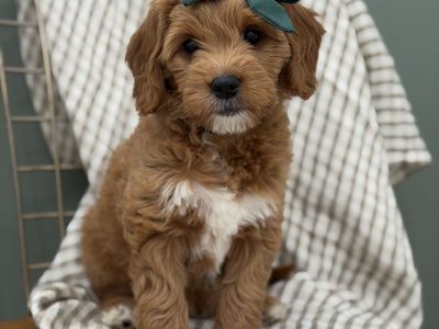F1 Mini Goldendoodle Puppy