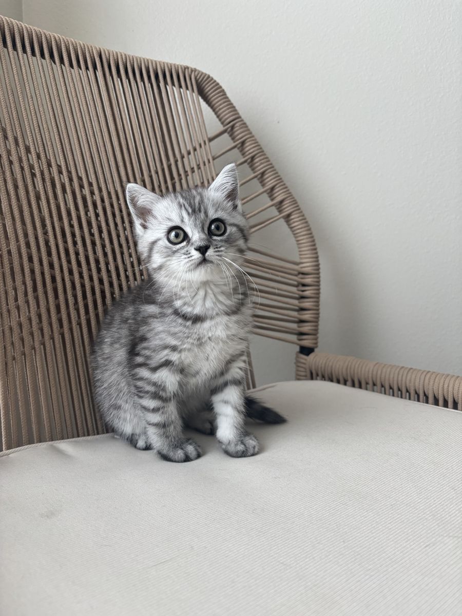 Half Persian kitten