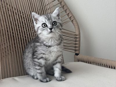 Half Persian kitten