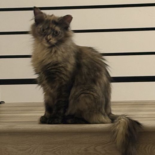 8 month fluffy spayed tortie ,EXCELLENT with cats