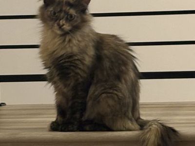 8 month fluffy spayed tortie ,EXCELLENT with cats