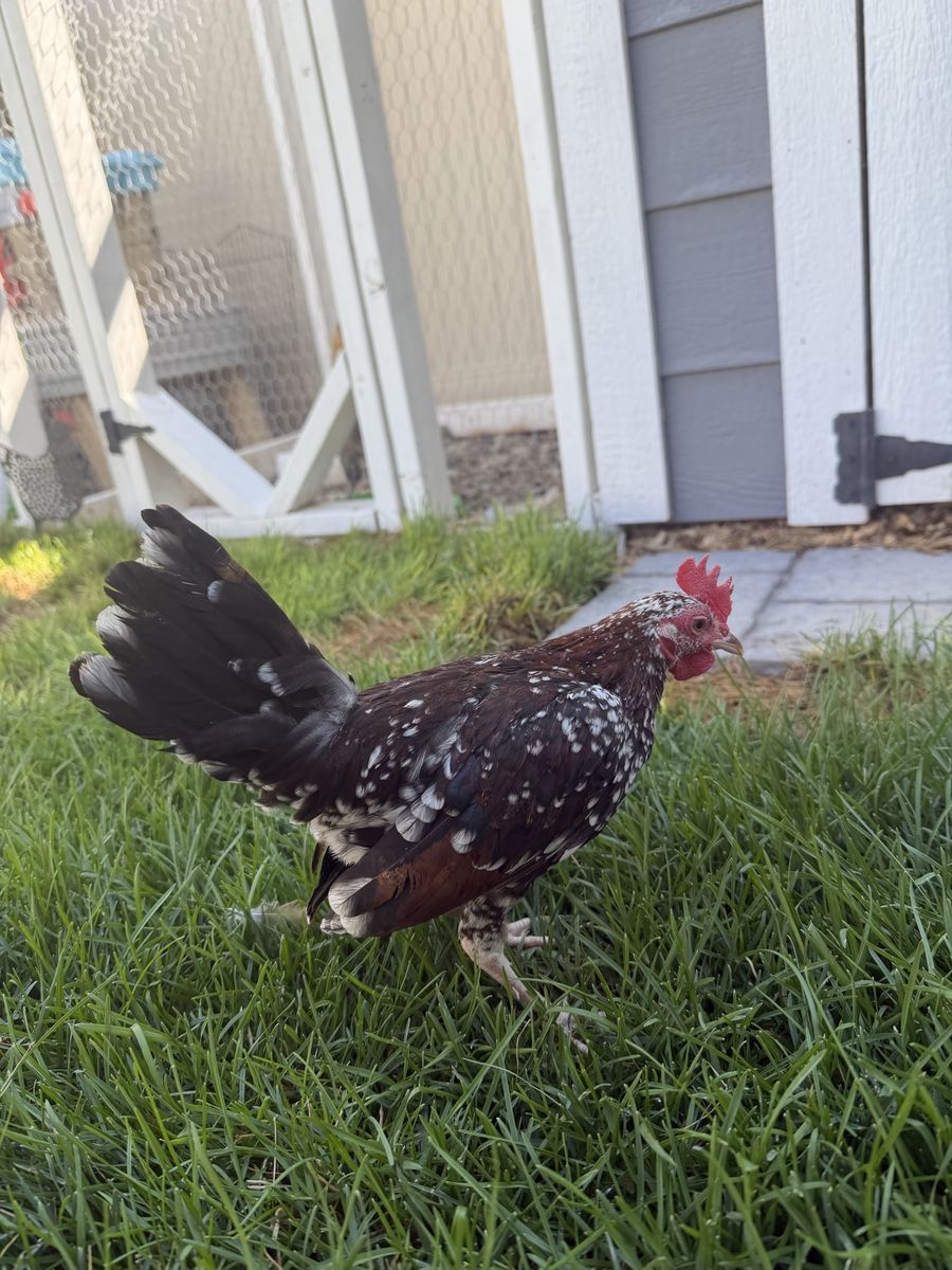 Healthy Mottled Bantam Rooster