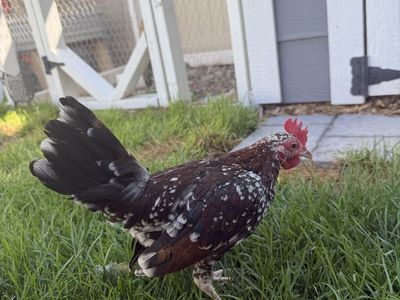 Healthy Mottled Bantam Rooster