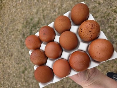 Marans hatching eggs dark brown hatching eggs