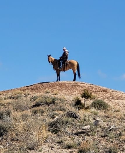 8 year old buckskin