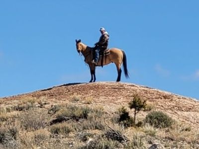8 year old buckskin