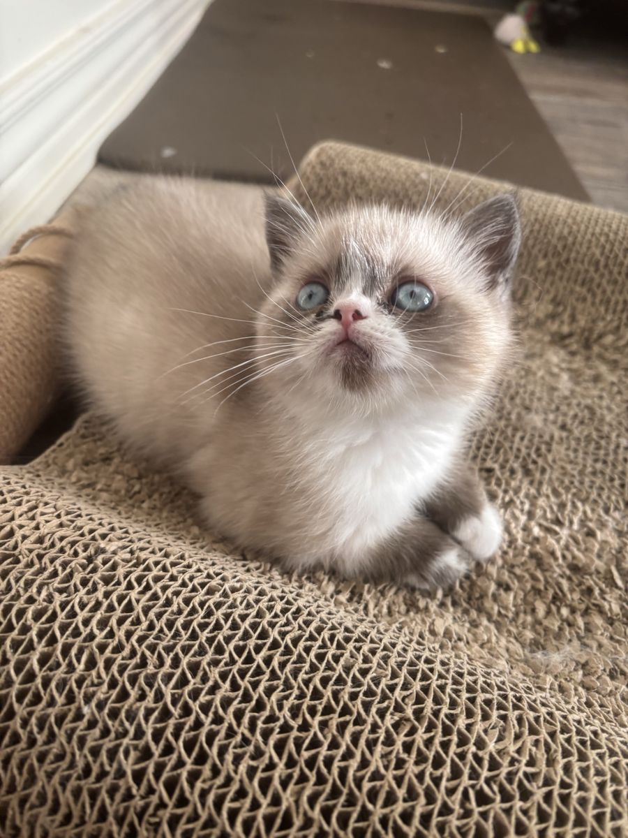 Dollface Persian Kittens Ready Now